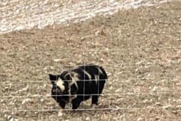 Fiddling Pig Farms Awakino 3 - Patsy Swine