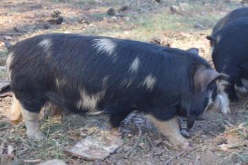 Pig Trail KuneKunes Sally 44