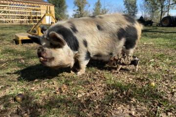 Fiddling Pig Farms Jenny 12 - Pearl