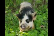 Fiddling Pig Farms Haunene 4 - Winona Rae