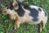 Fiddling Pig Farms Haunene 4 - Winona Rae