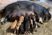 Fiddling Pig Farms Haunene 8 - Lacey Lou